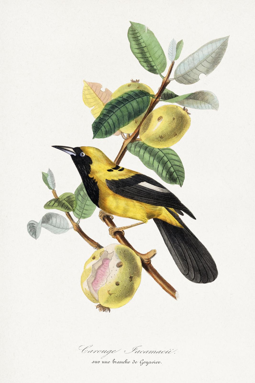 Vibrant Yellow Bird & Guava Branch Wall Art