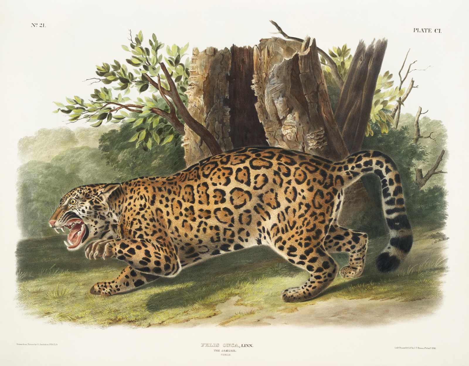 Majestic Jaguar Wildlife Art Wall Art