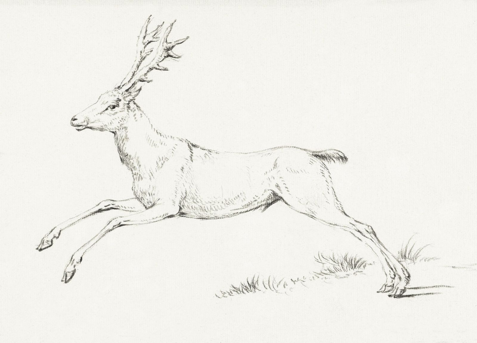 Elegant Stag Sketch Wall Art - Nature Art