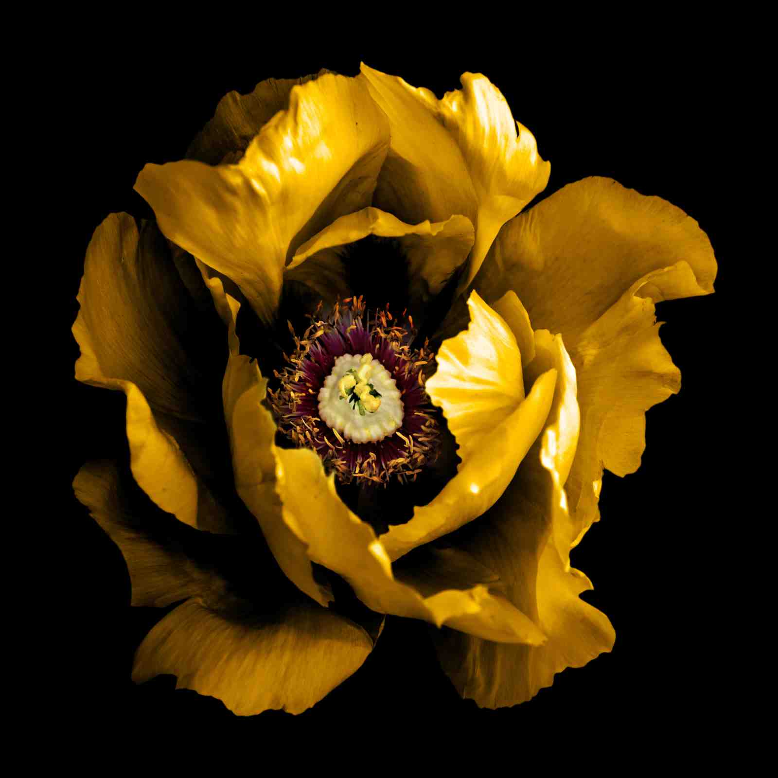 Golden Opulence Poppy Wall Art - Luxury Floral Art