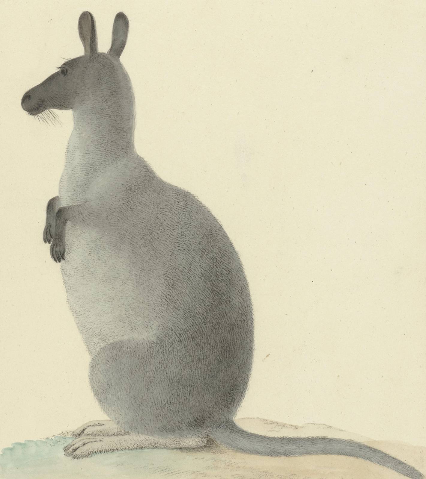 Vintage Kangaroo Animal Wall Art Wall Art