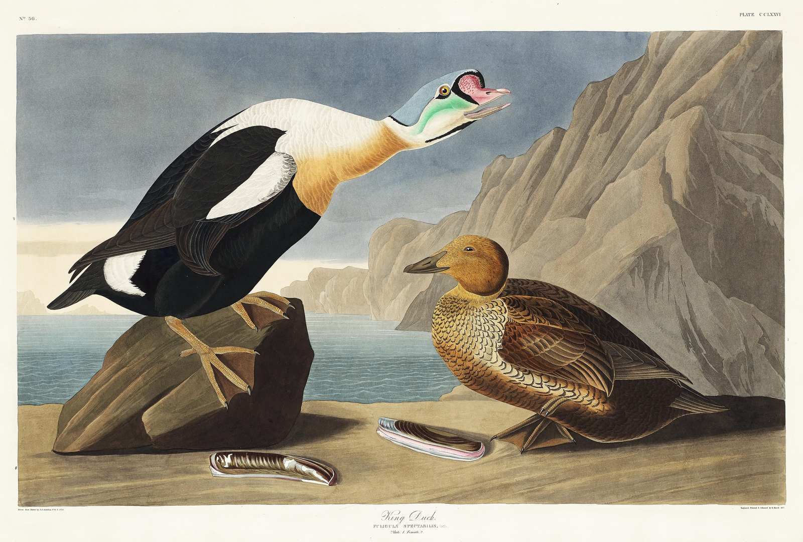 King Duck Vintage Bird Art Wall Art