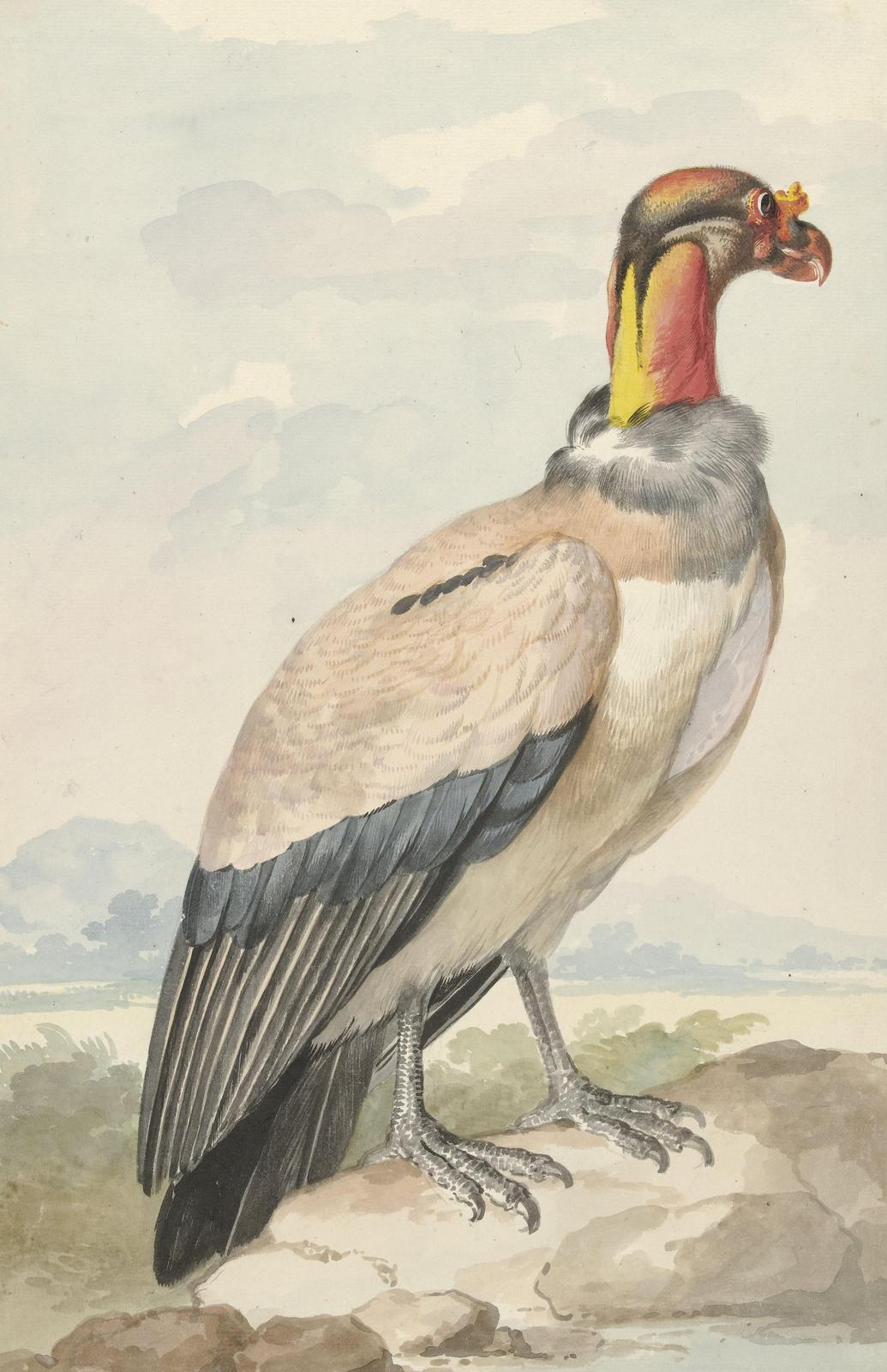 King Vulture Natural History Bird Wall Art