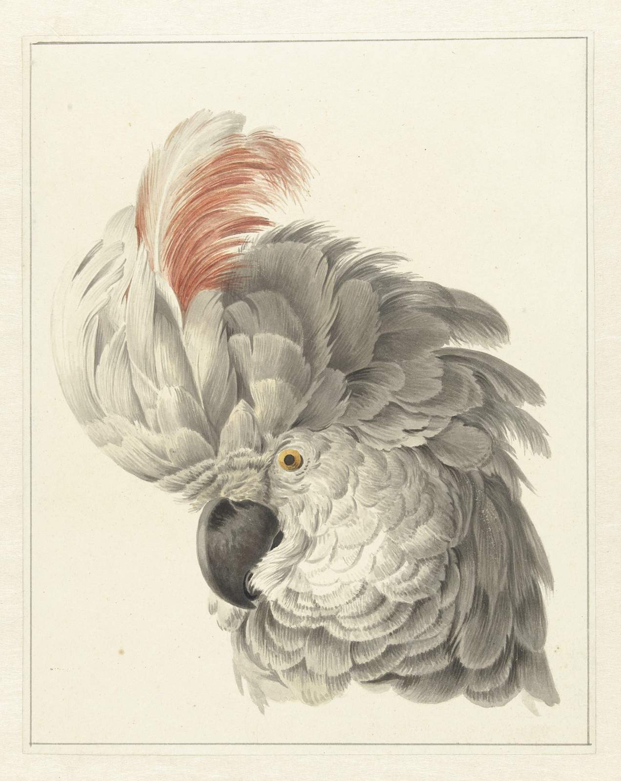 Elegant Cockatoo Portrait Fine Art Wall Art