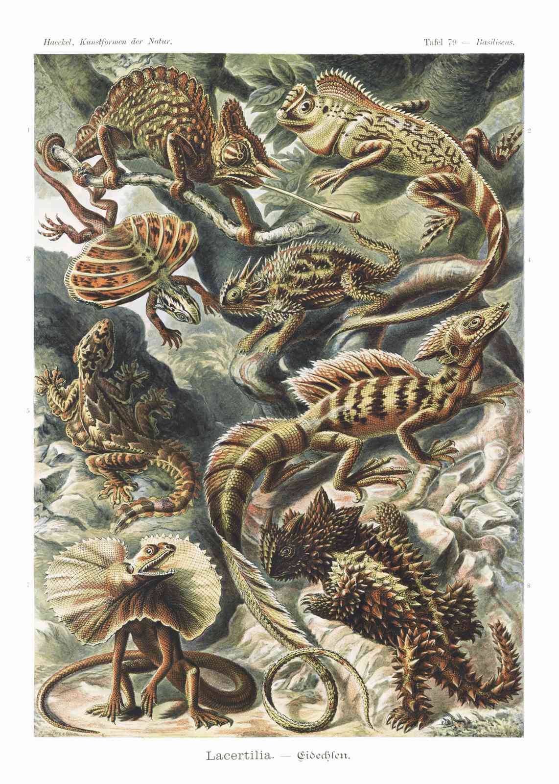 Vintage Lizard Art | Natural History Reptile Wall Art