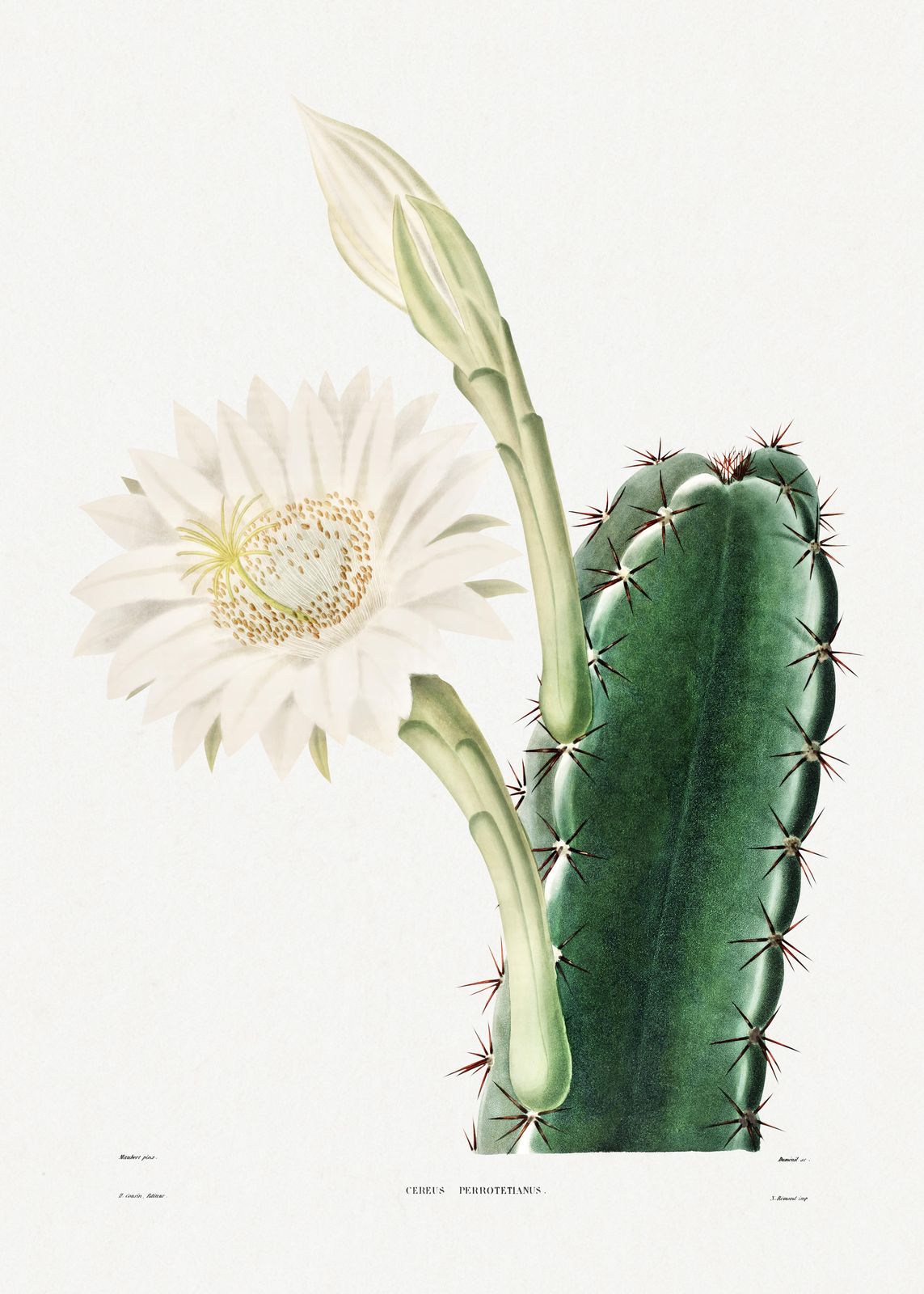 Elegant Cactus Blossom Botanical Art Wall Art