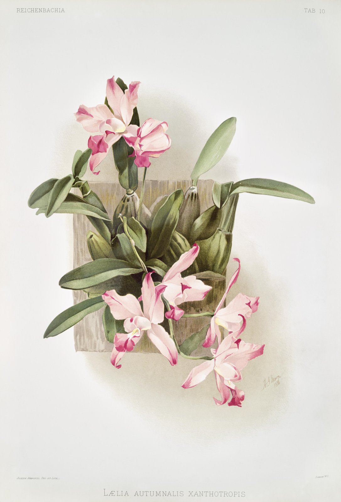 Vintage Pink Orchid Botanical Art Wall Art