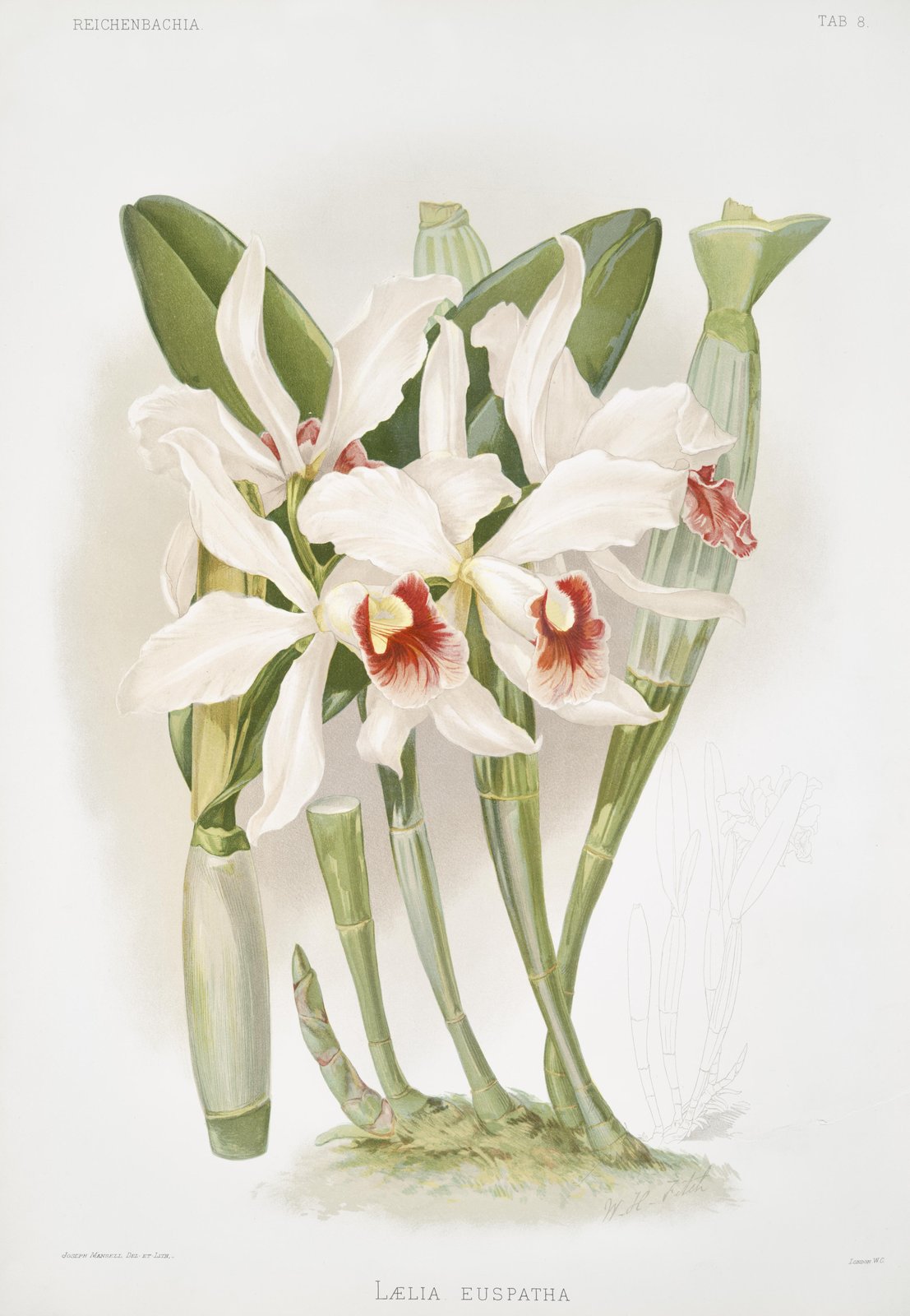 Elegant White Orchid Botanical Wall Art