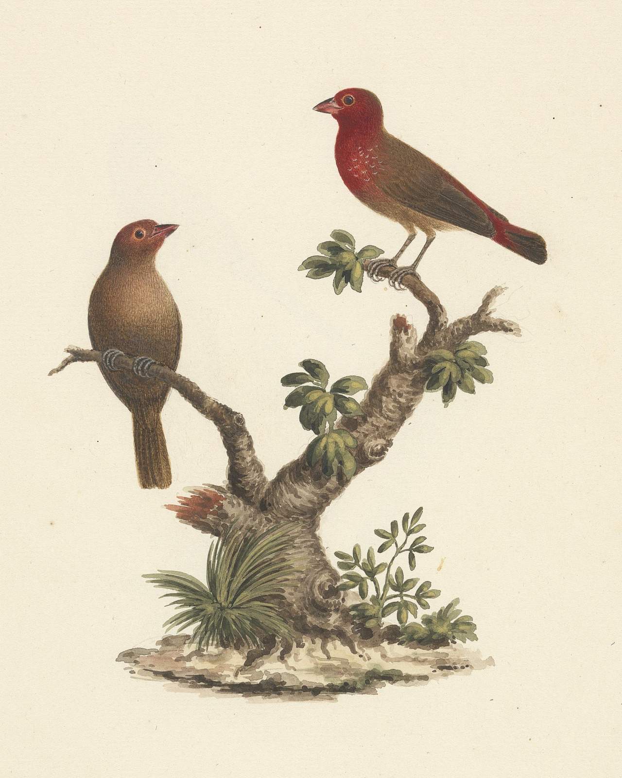 Vintage Bird Art: Crimson Finch Tree Wall Art