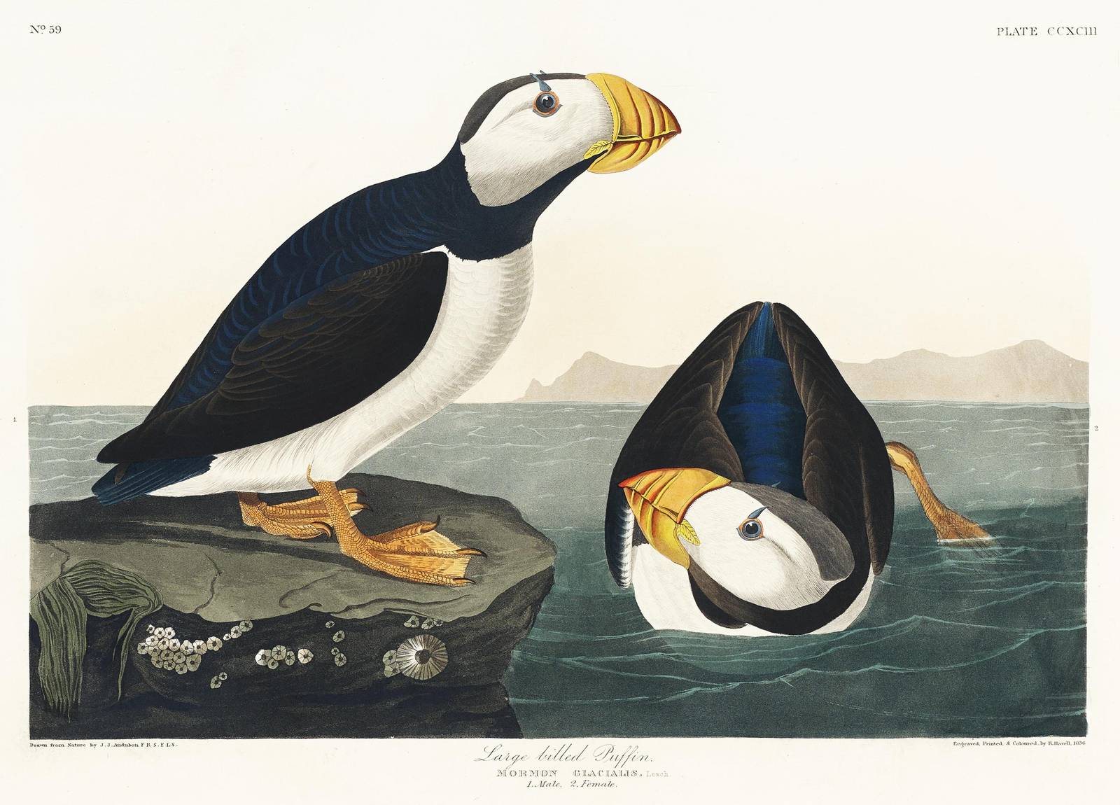 Vintage Puffin Bird Art Wall Art