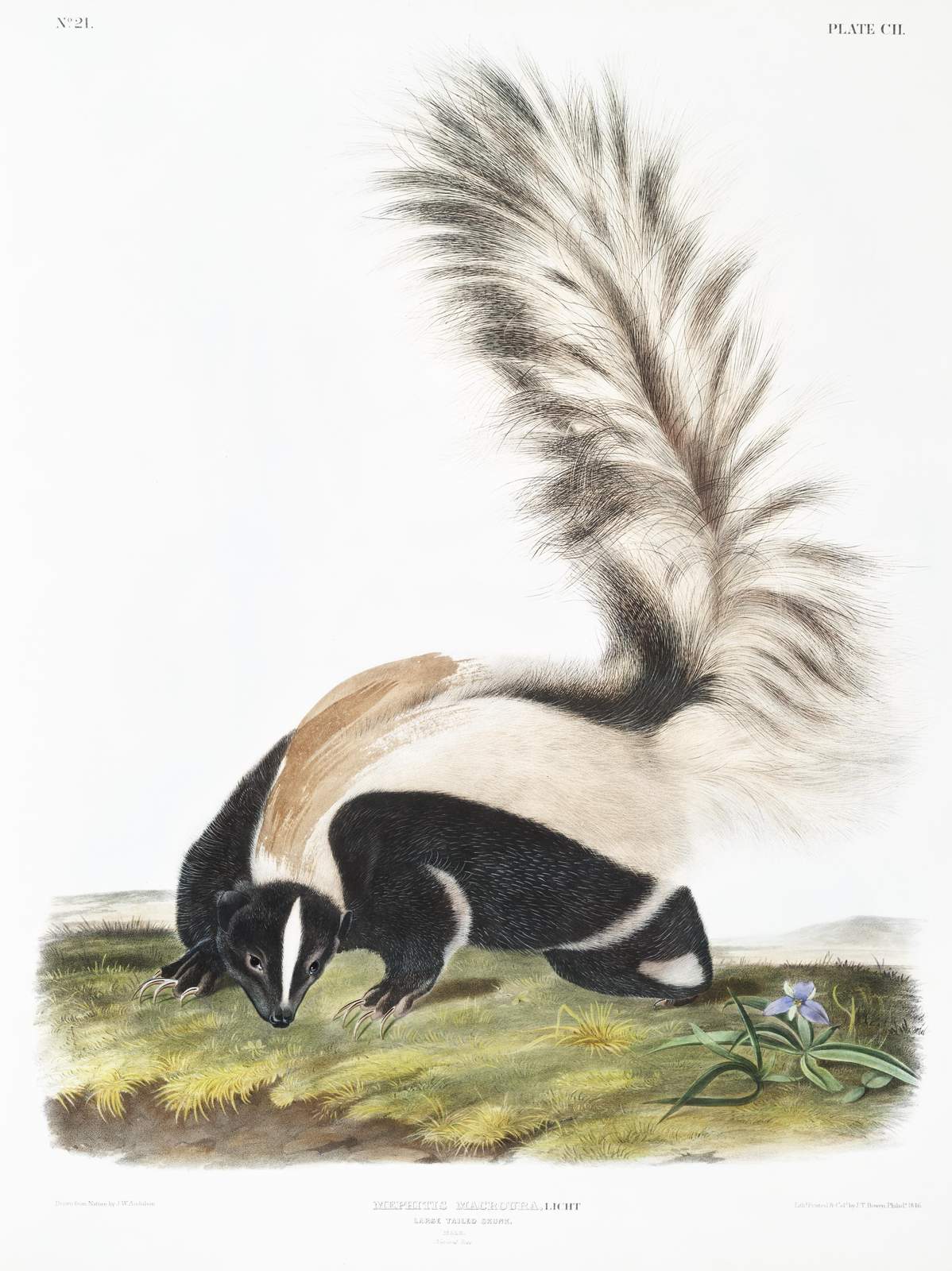 Audubon Skunk Large Tailed Skunk Wall Art