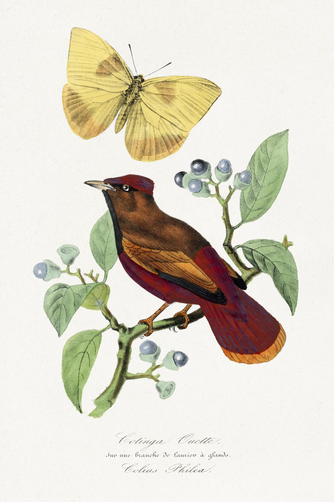 Vintage Bird and Butterfly Botanical Wall Art