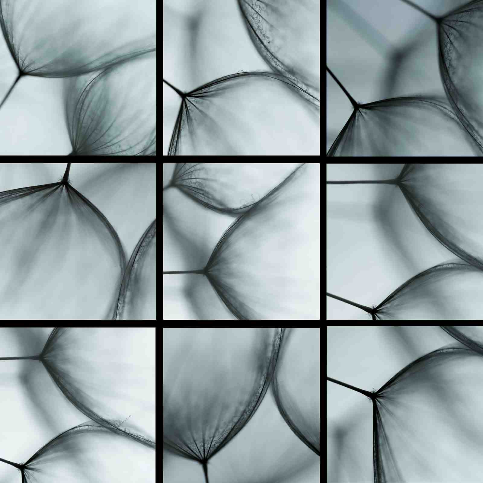 Abstract Dandelion Seed Macro Wall Art