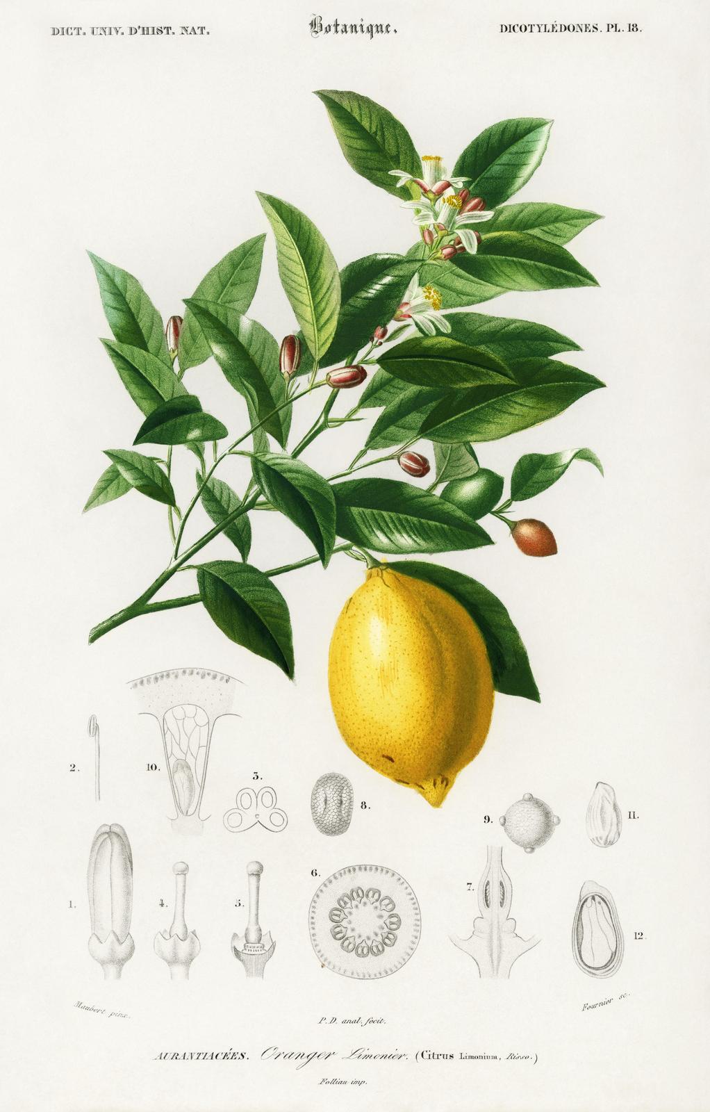 Vintage Lemon Botanical Art Wall Art