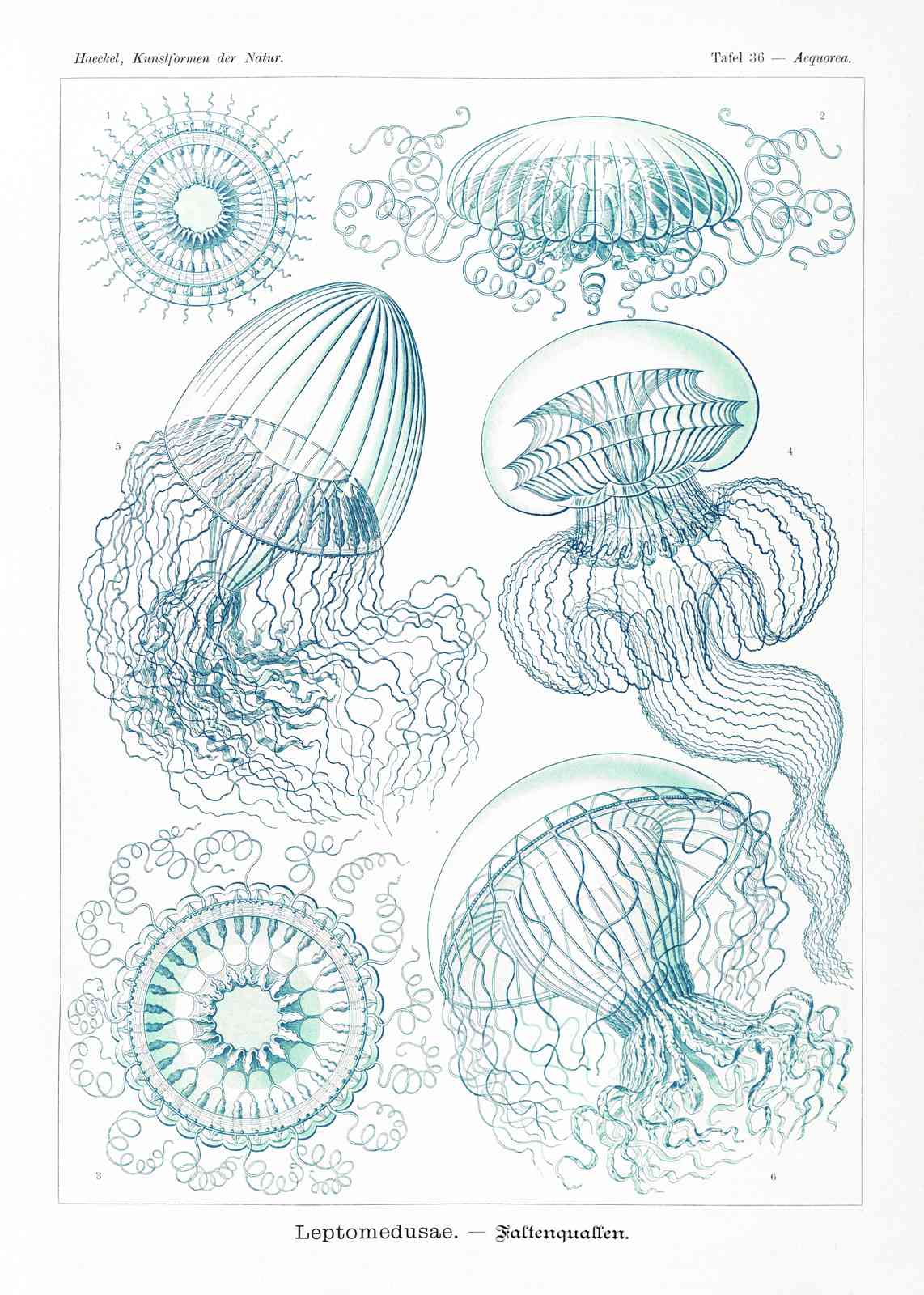 Vintage Jellyfish Scientific Illustration Wall Art