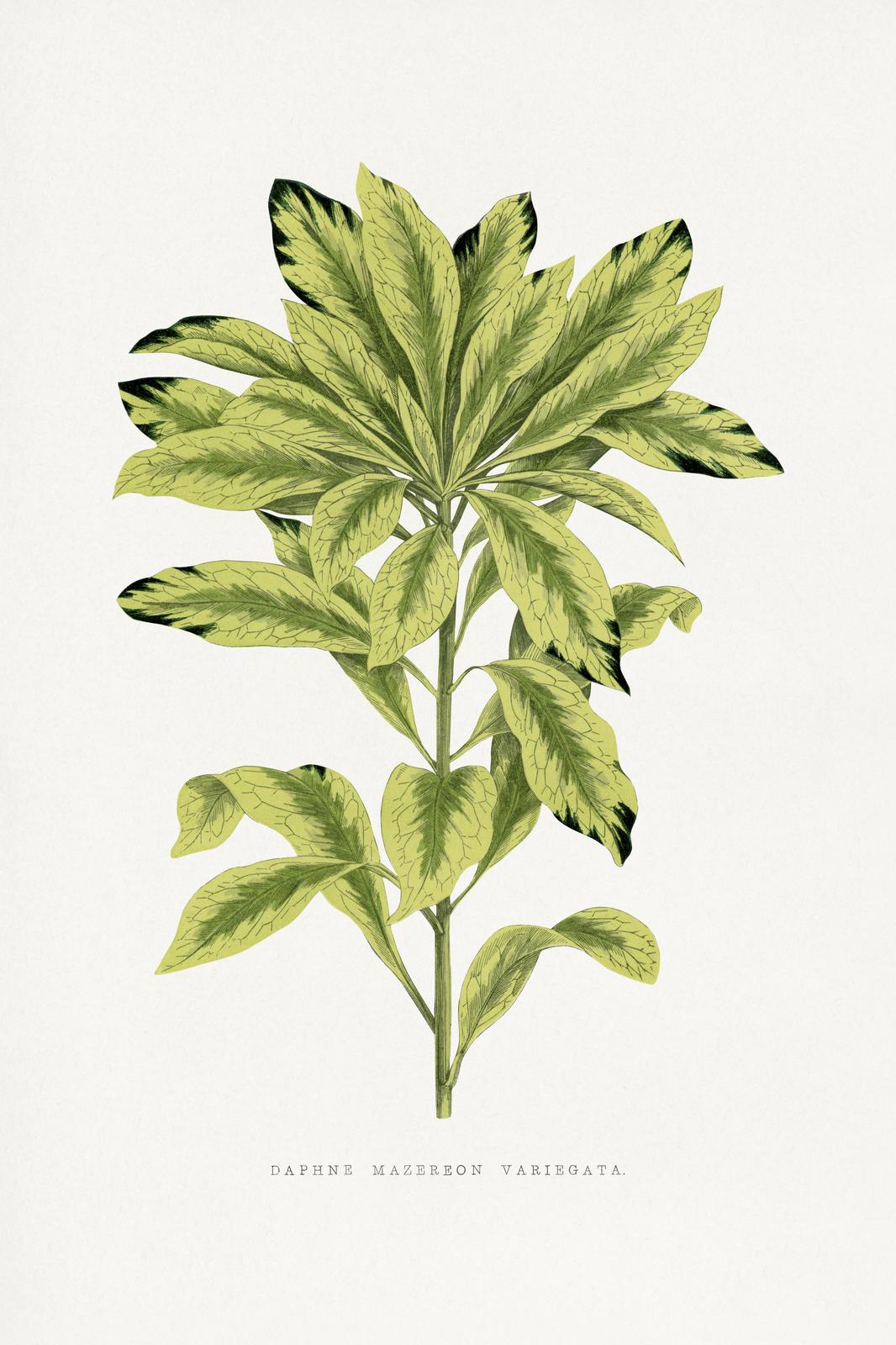 Variegated Daphne Botanical Wall Art Wall Art