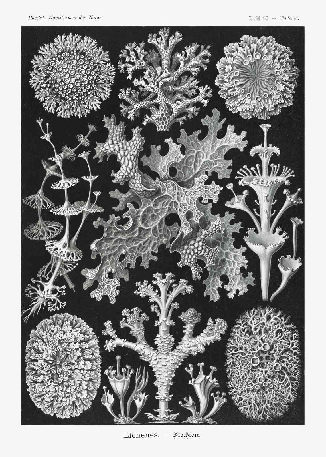 Vintage Lichen Botanical Art Wall Art