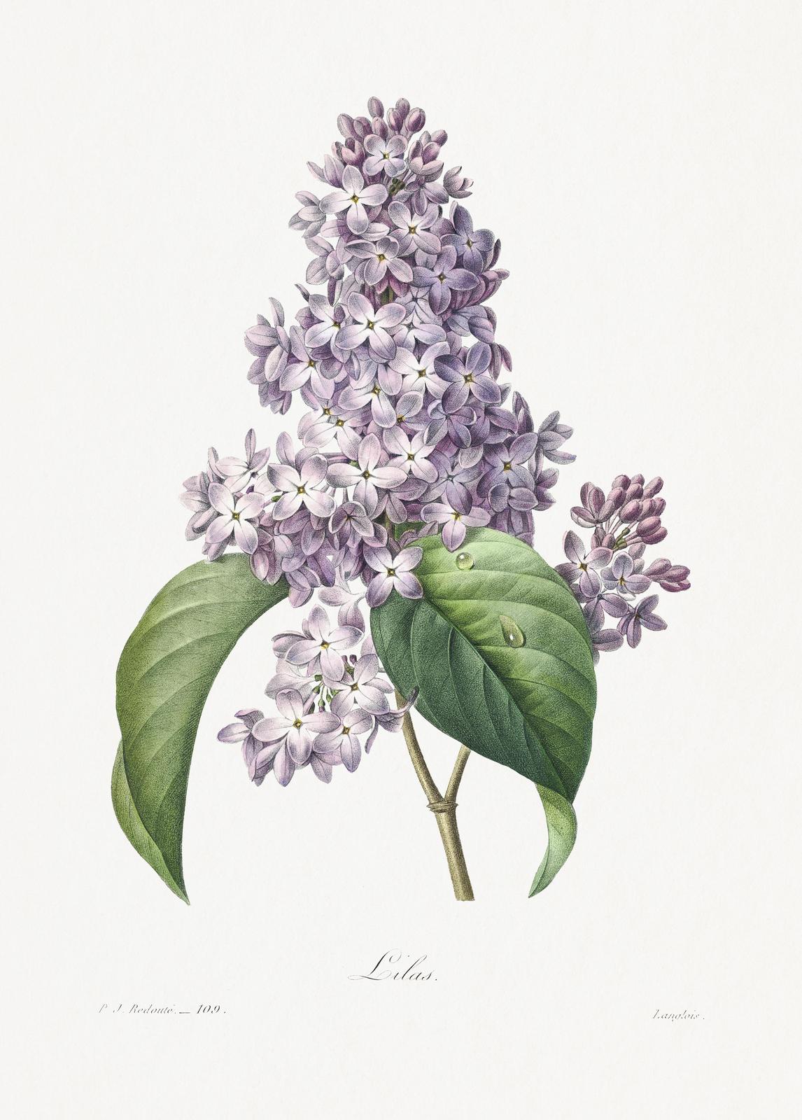 Vintage Botanical Lilac Floral Wall Art