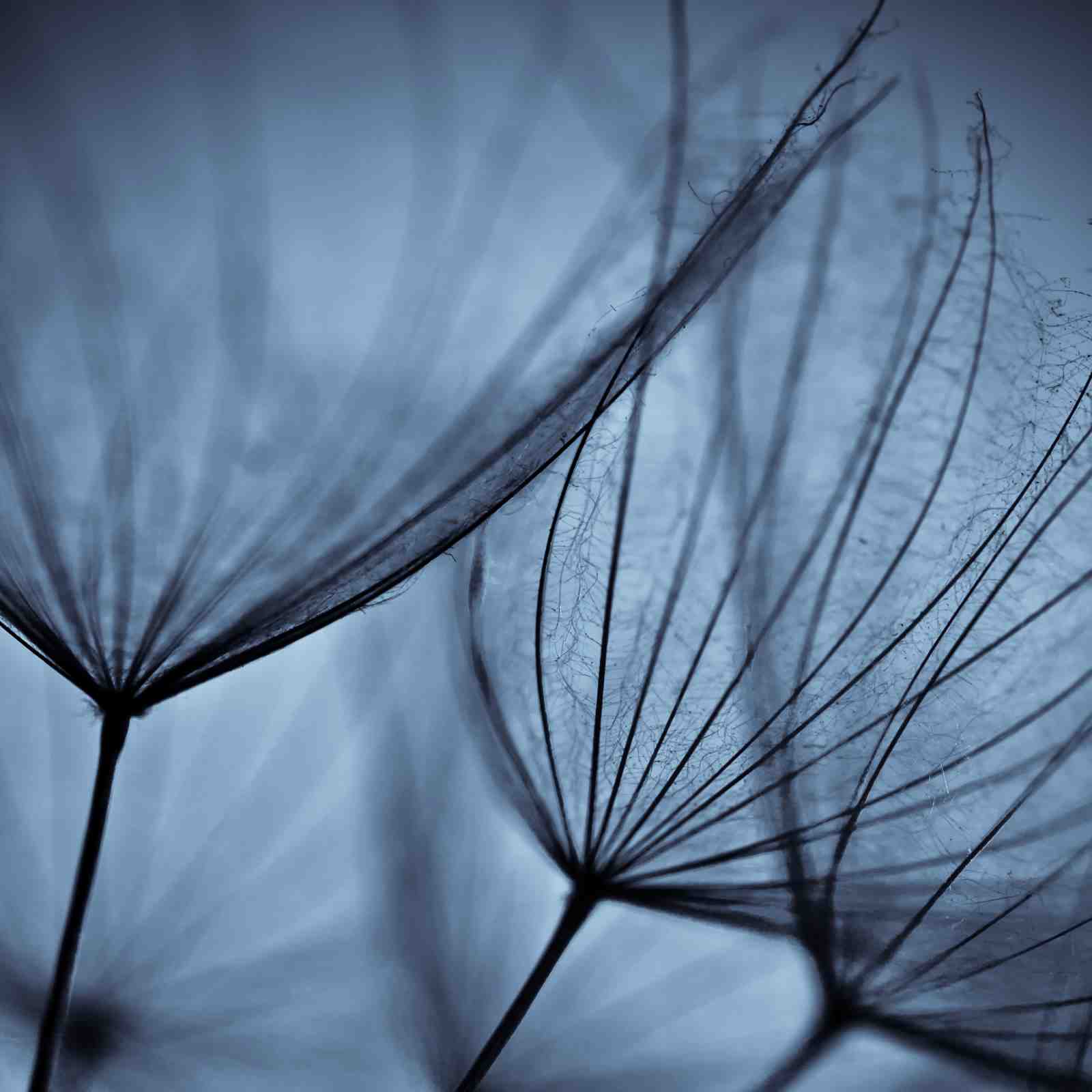 Serene Dandelion Wishes Blue Wall Art