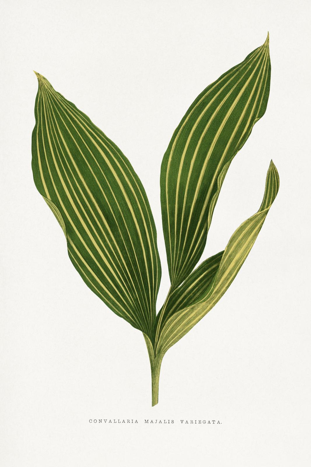Variegated Lily of the Valley Botanical Wall Art