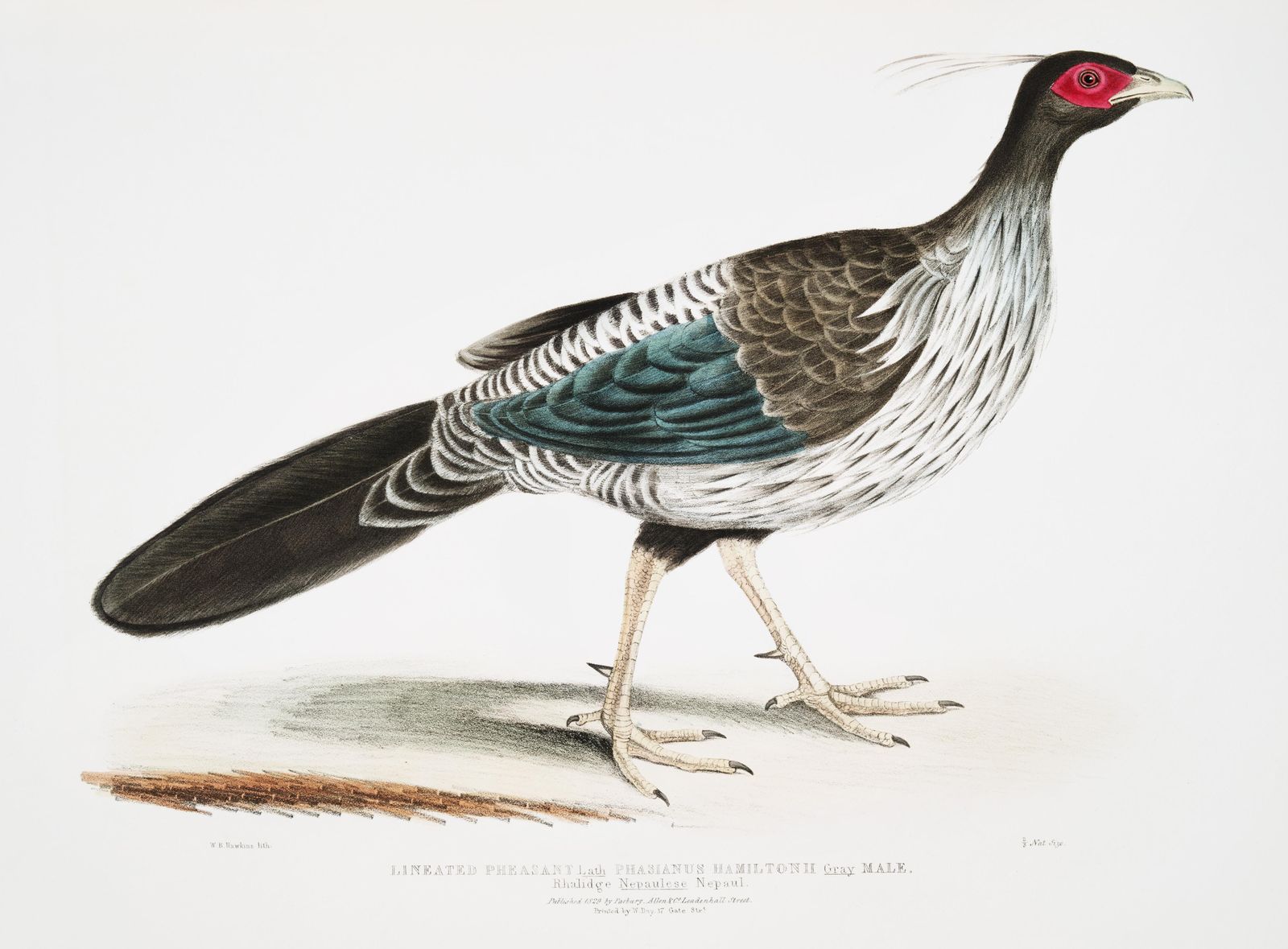 Elegant Lineated Pheasant Vintage Bird Art Wall Art