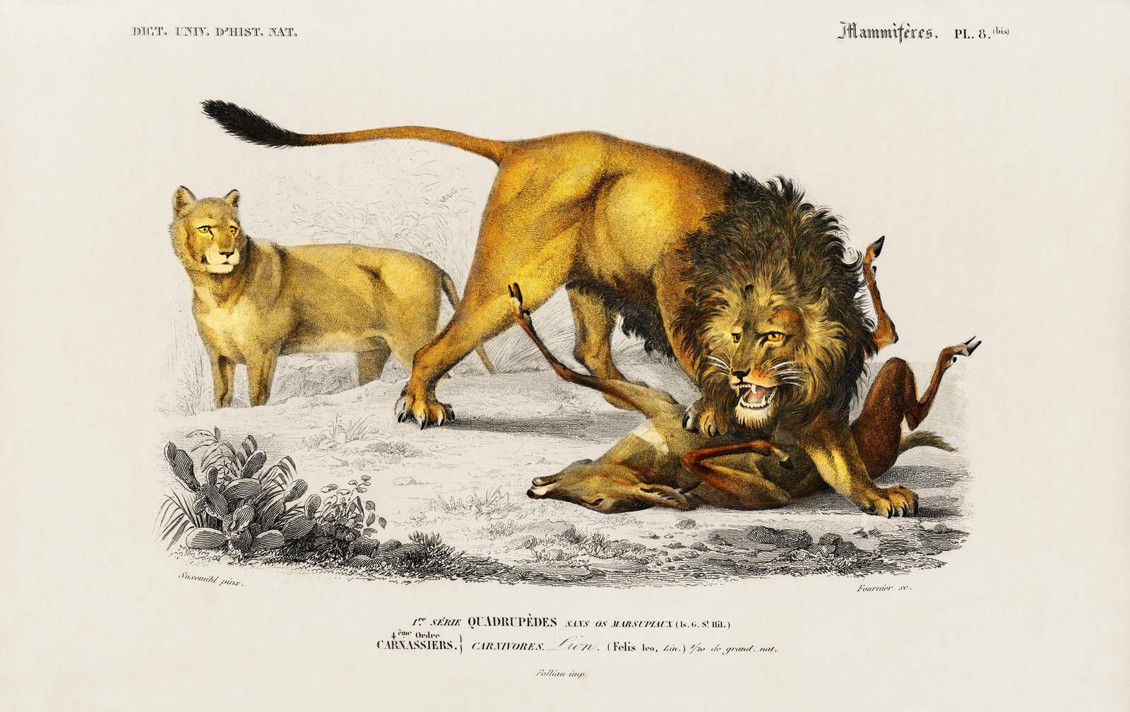 Majestic Lion Hunt Vintage Wildlife Wall Art