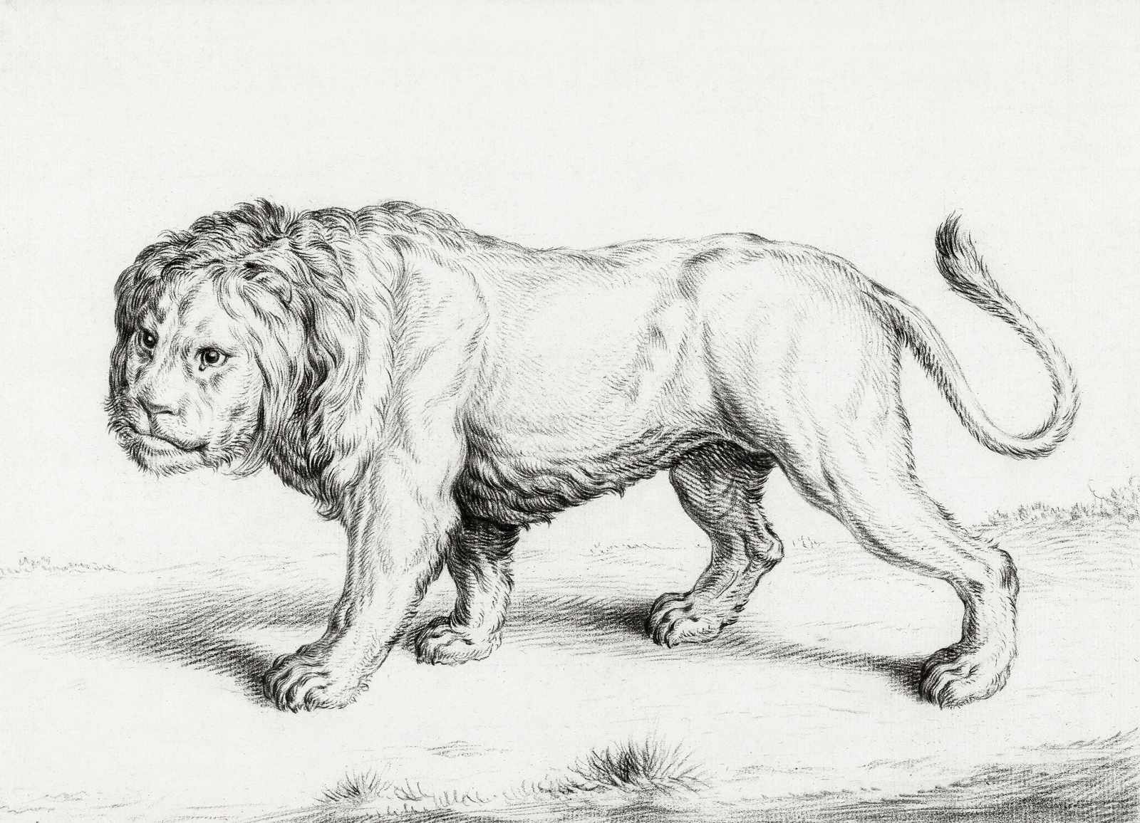 Majestic Lion Vintage Sketch Wall Art
