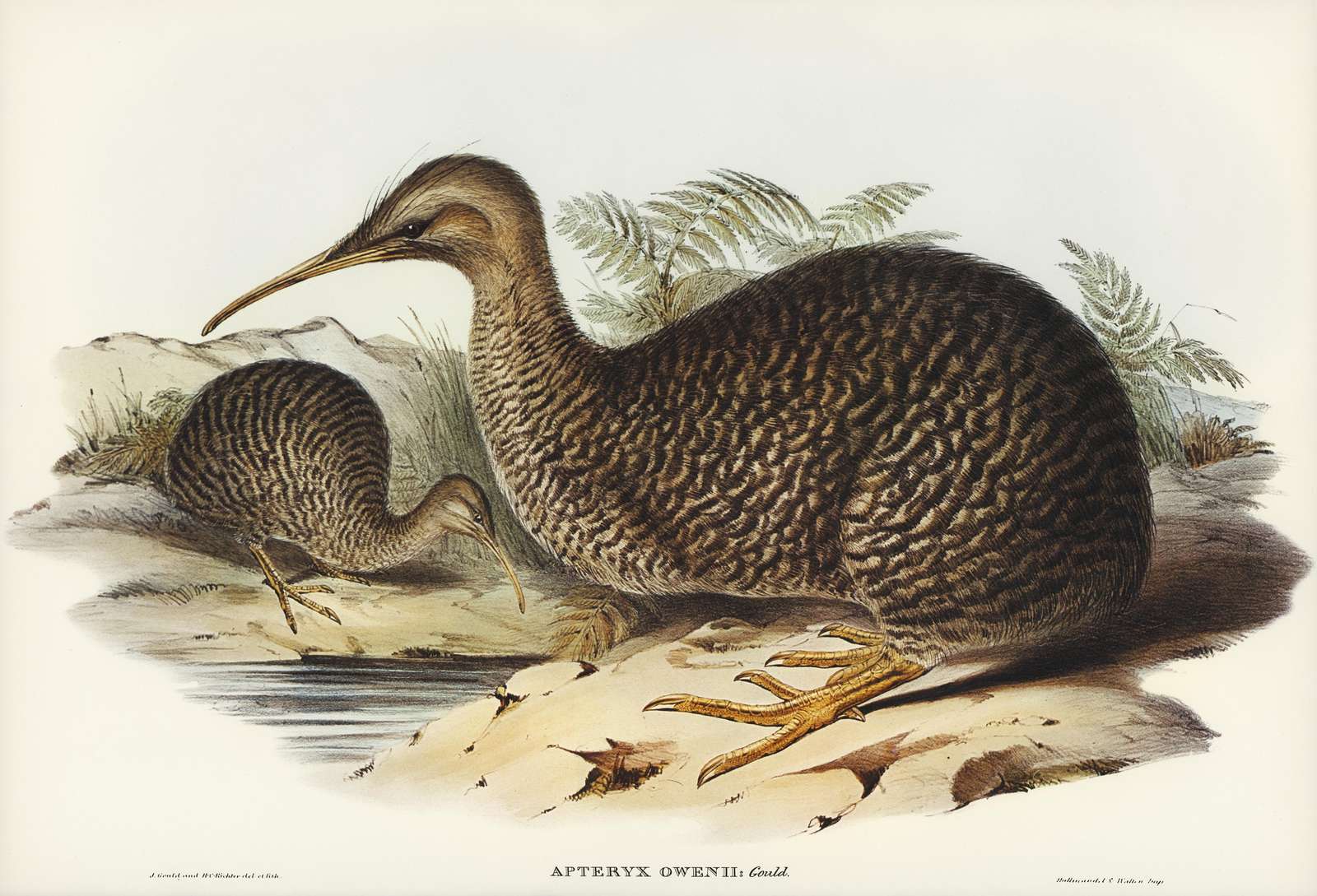 Vintage Kiwi Bird Nature Art Wall Art