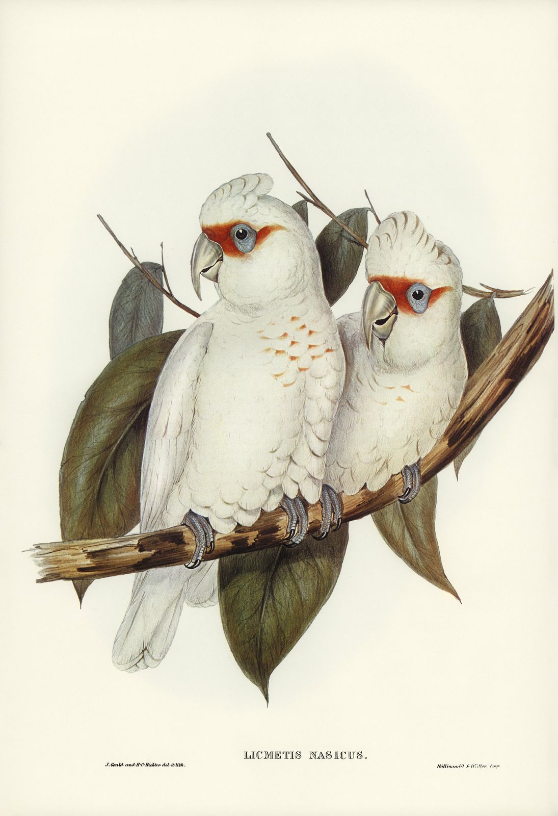 Elegant Cockatoo Pair Wall Art - Vintage Bird Art