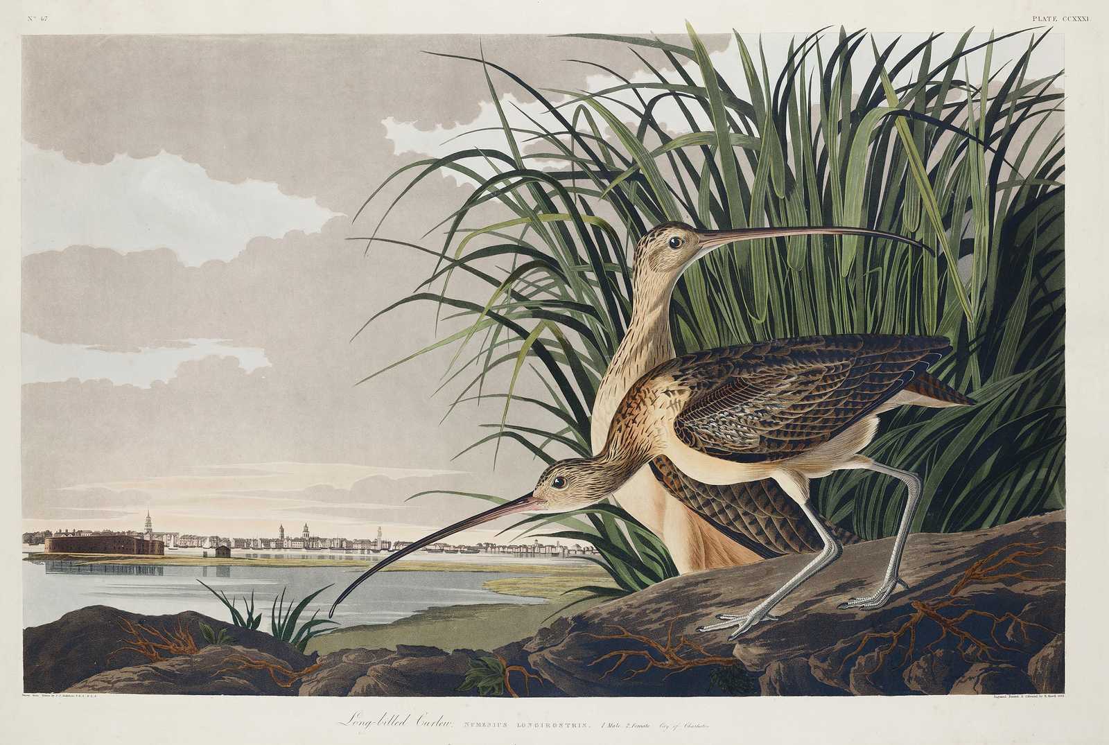 Elegant Long-billed Curlew Wildlife Wall Art
