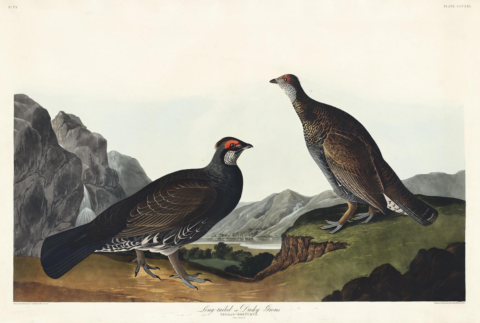 Vintage Game Bird Nature Print Wall Art