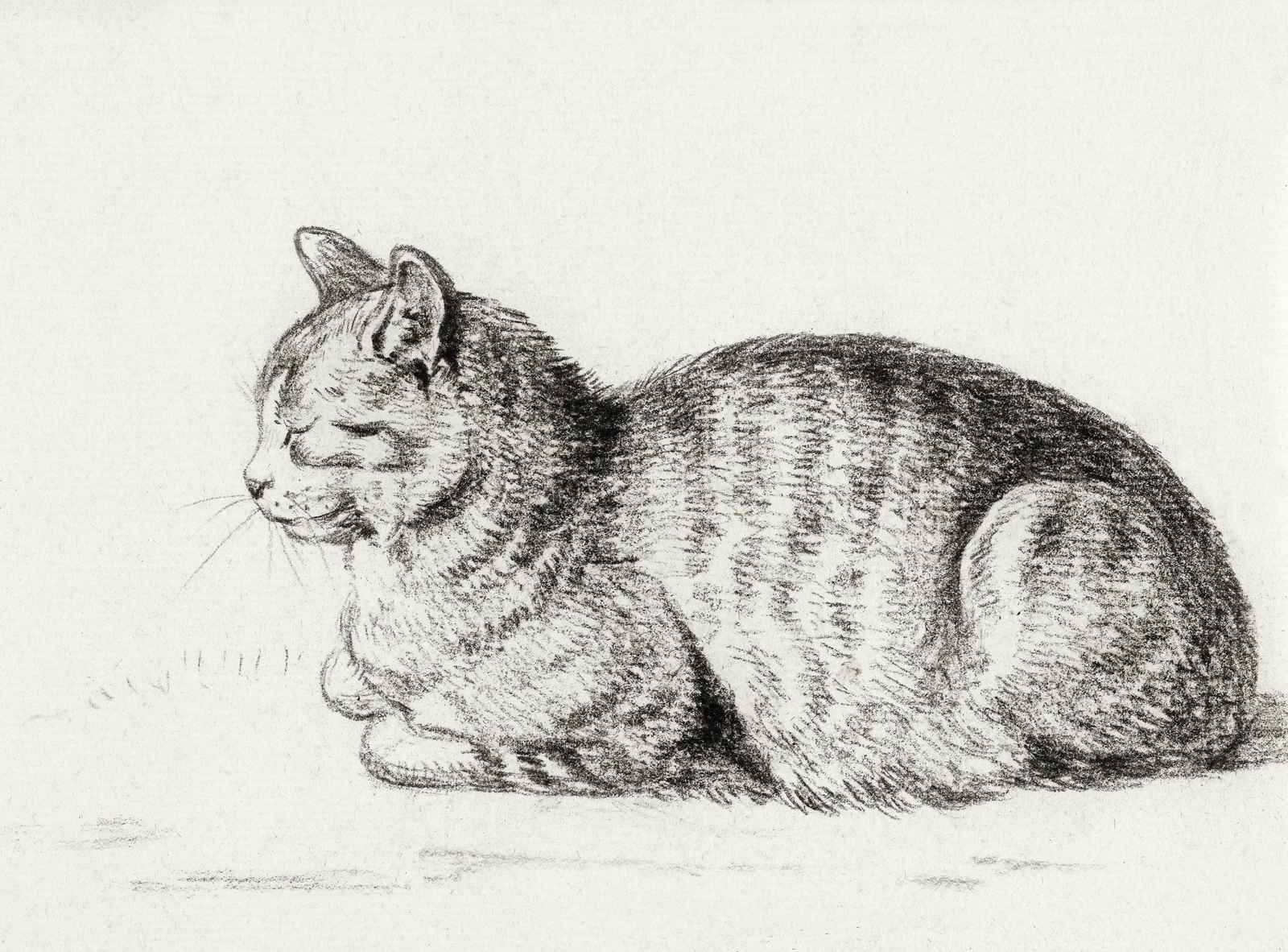 Elegant Tabby Cat Sketch Wall Art