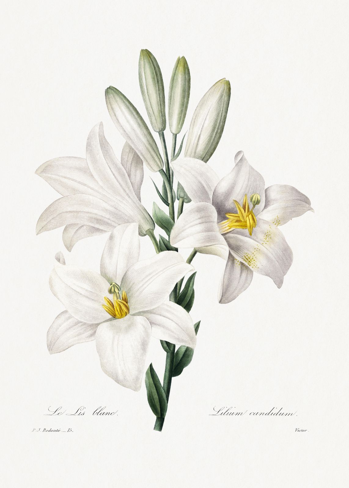 Elegant White Lily Botanical Art Wall Art