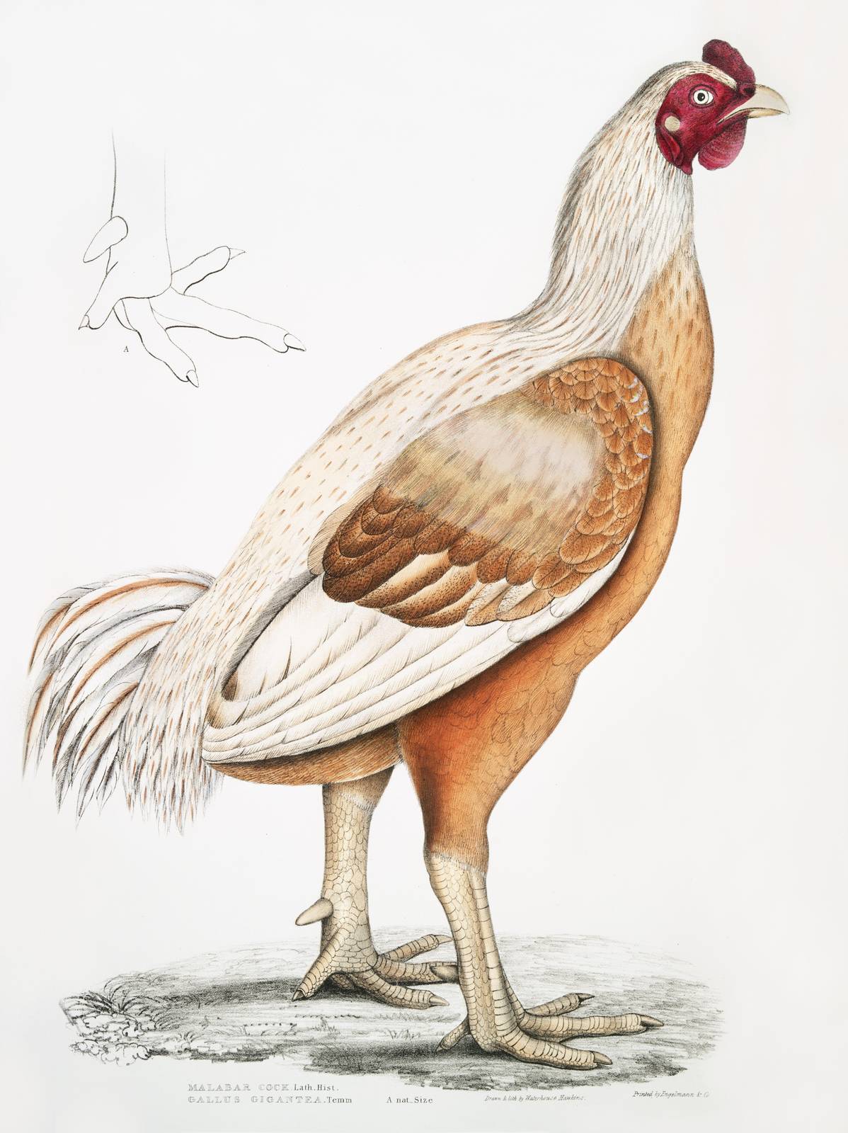 Vintage Malabar Cock Bird Art Wall Art