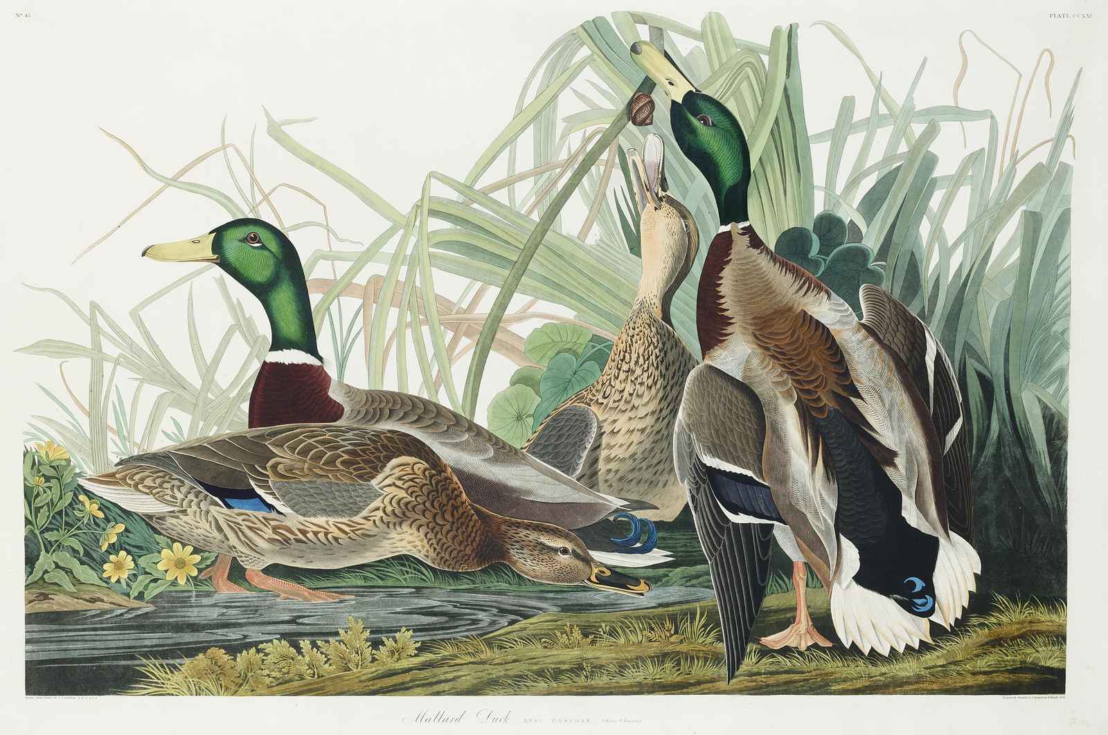 Mallard Duck Flock Nature Wall Art