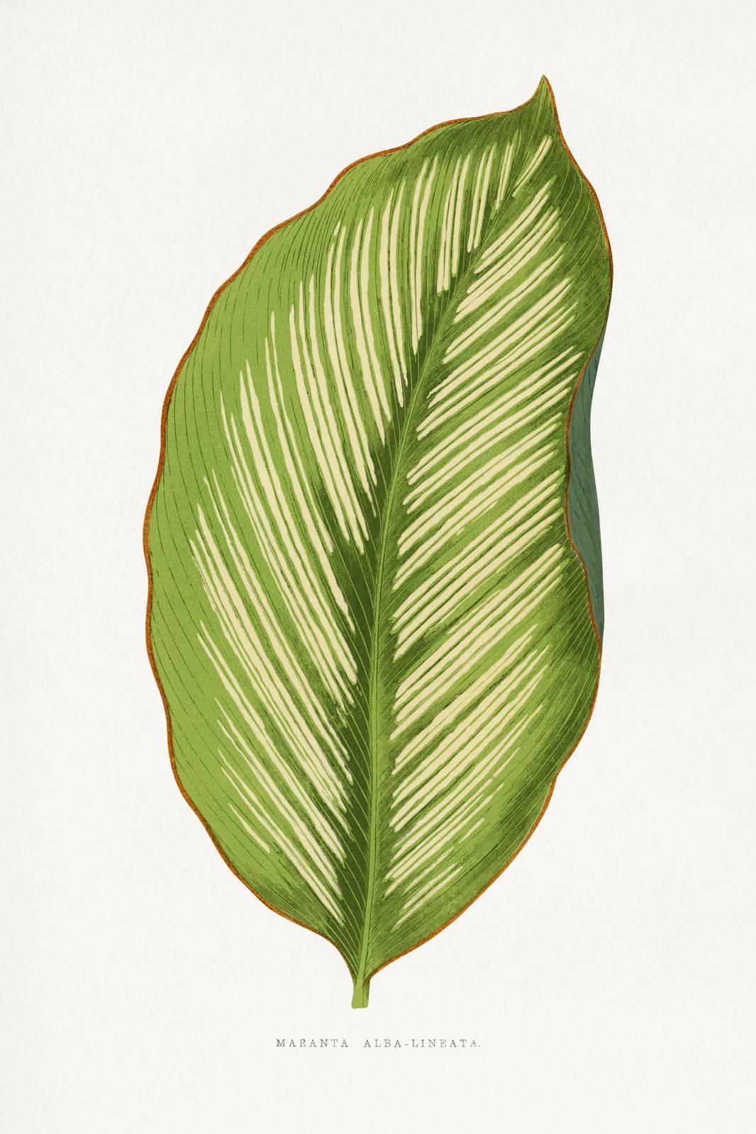 Elegant Maranta Leaf Botanical Wall Art