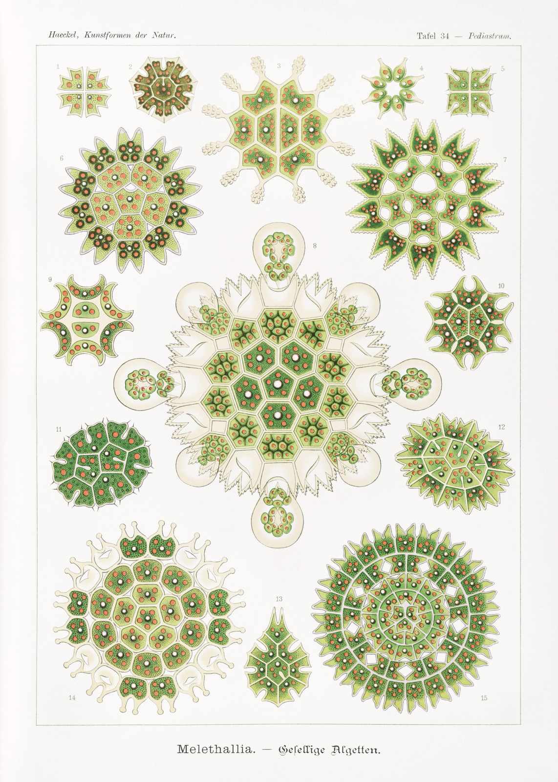 Vintage Algae Botanical Art Print