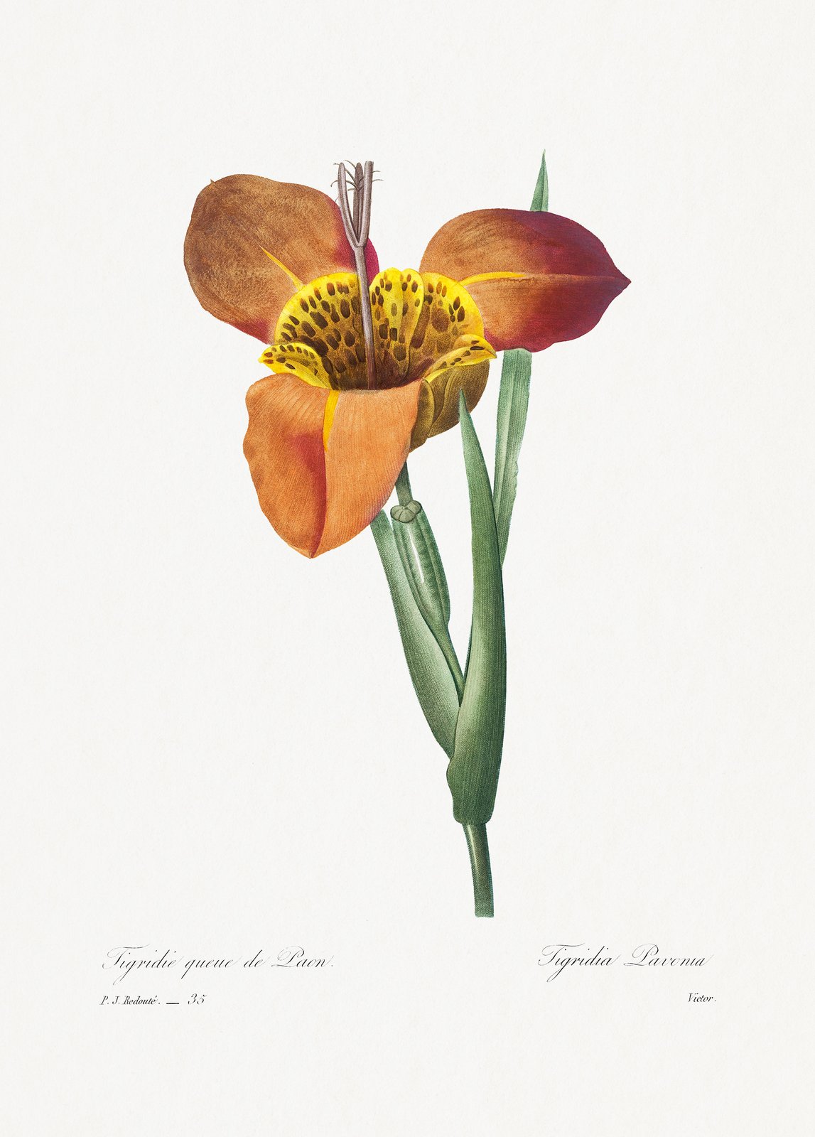 Vintage Tigridia Flower Botanical Wall Art