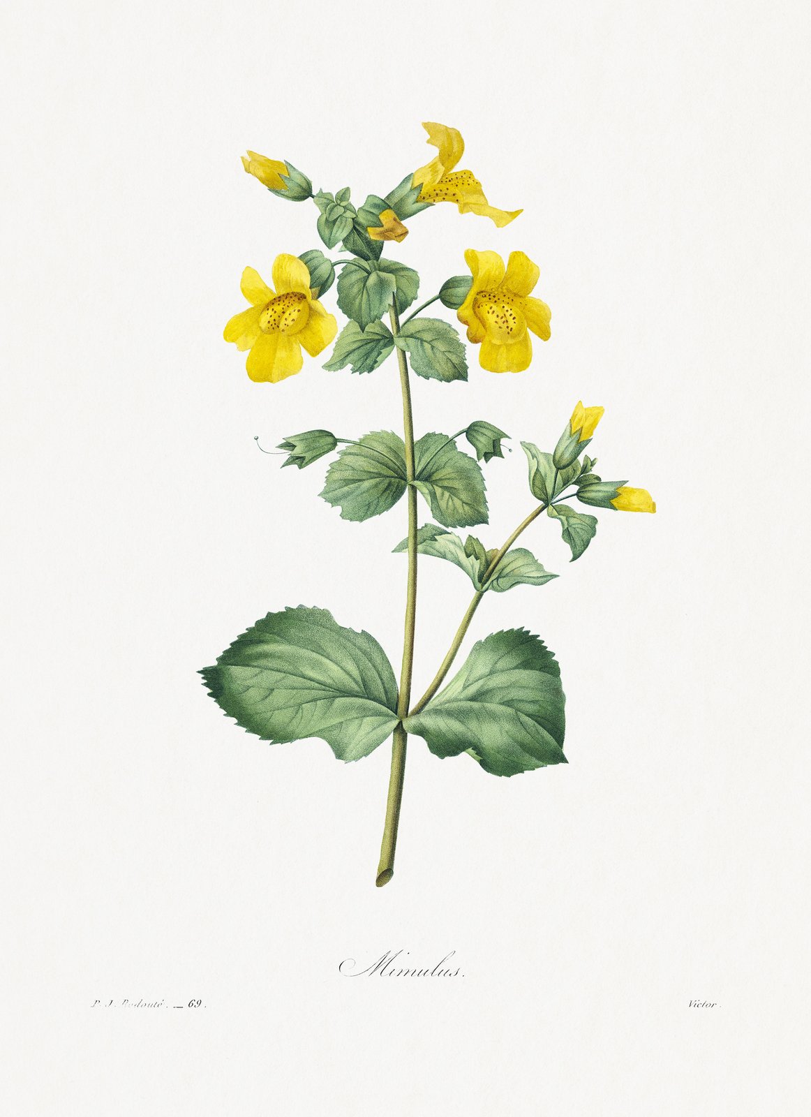 Vintage Yellow Monkey Flower Botanical Wall Art