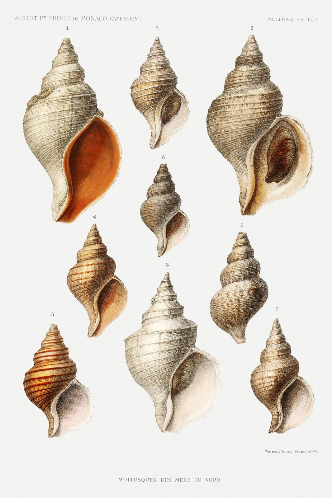 Vintage Shell Art: Mollusks of the North Sea Wall Art