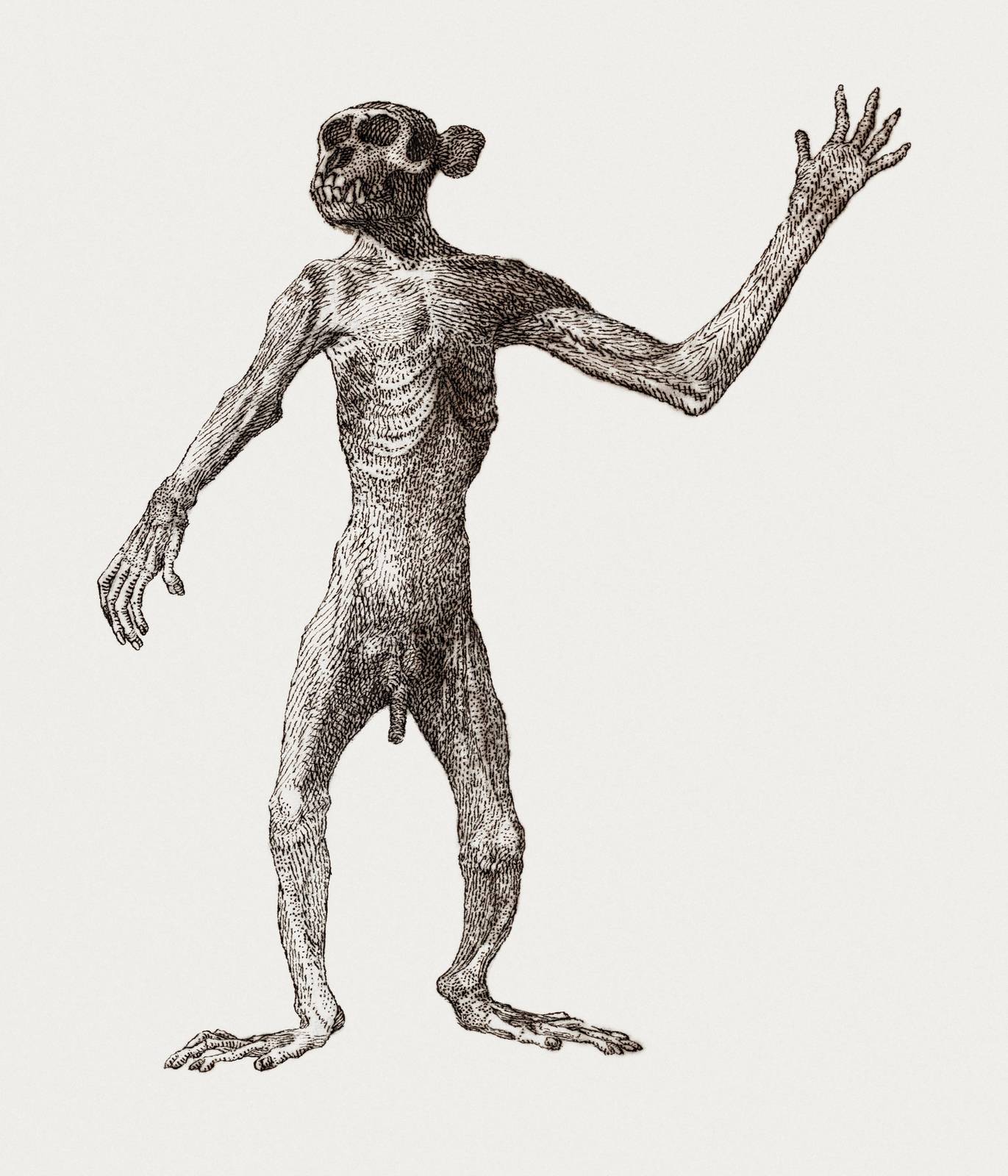 Intriguing Vintage Ape Skeleton Wall Art