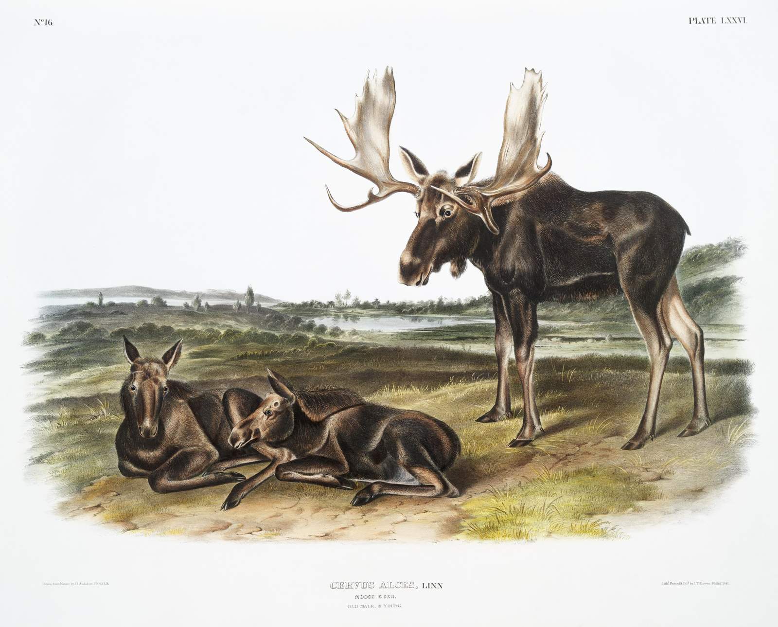 Majestic Moose Family Vintage Nature Wall Art