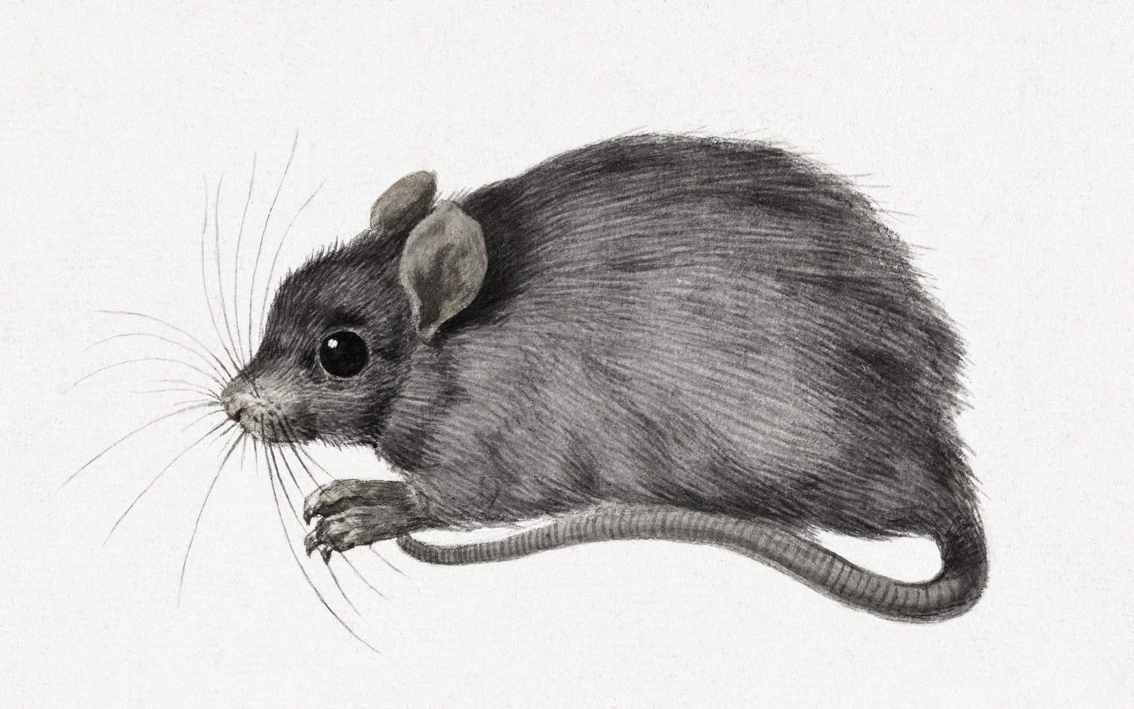 Charming Mouse Illustration Wall Art
