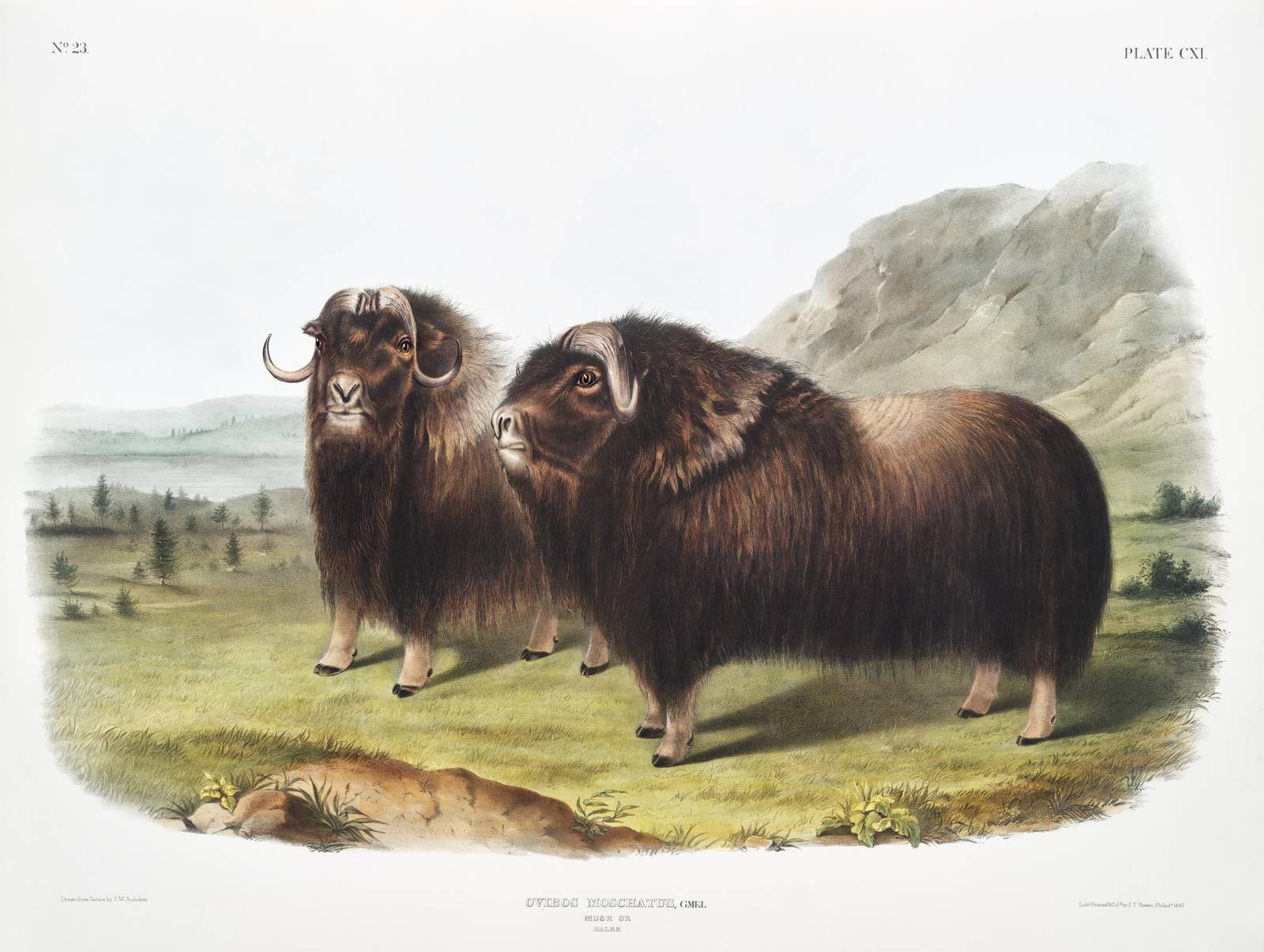Majestic Musk Oxen Vintage Wildlife Art Wall Art
