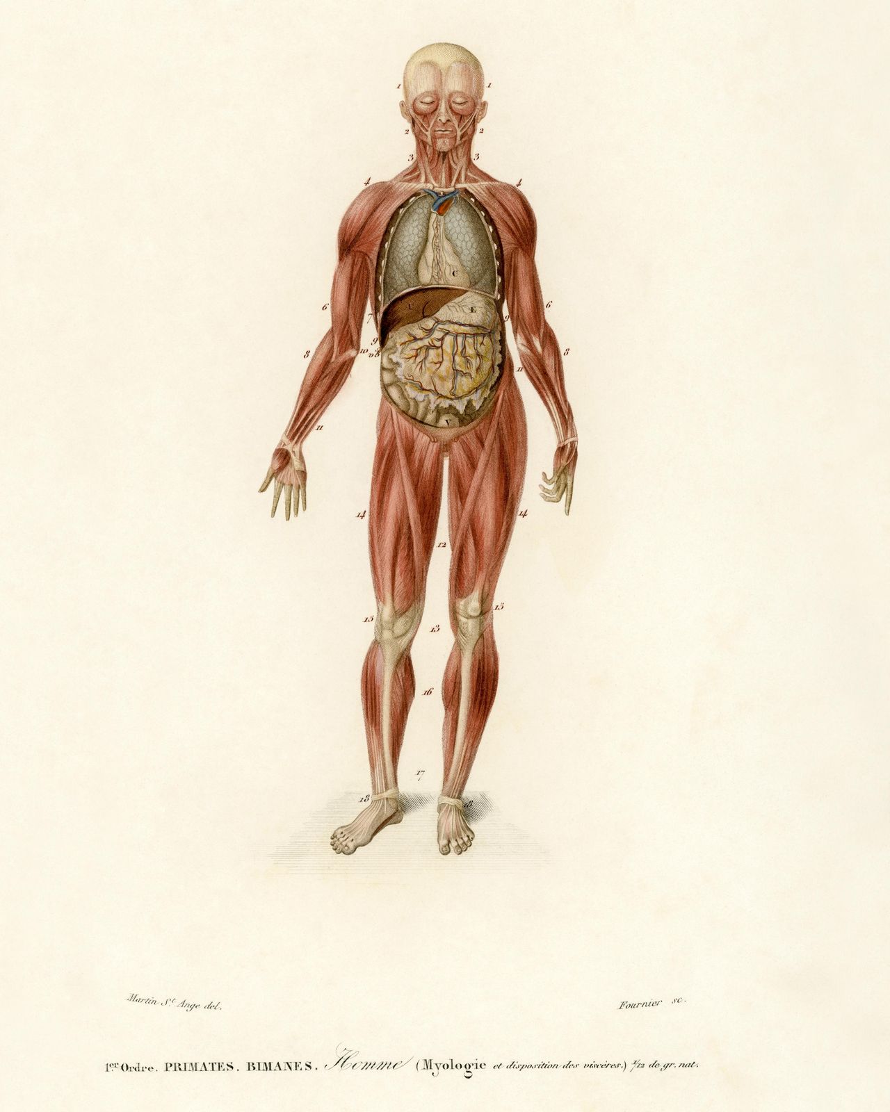 Vintage Anatomical Muscle Man Wall Art