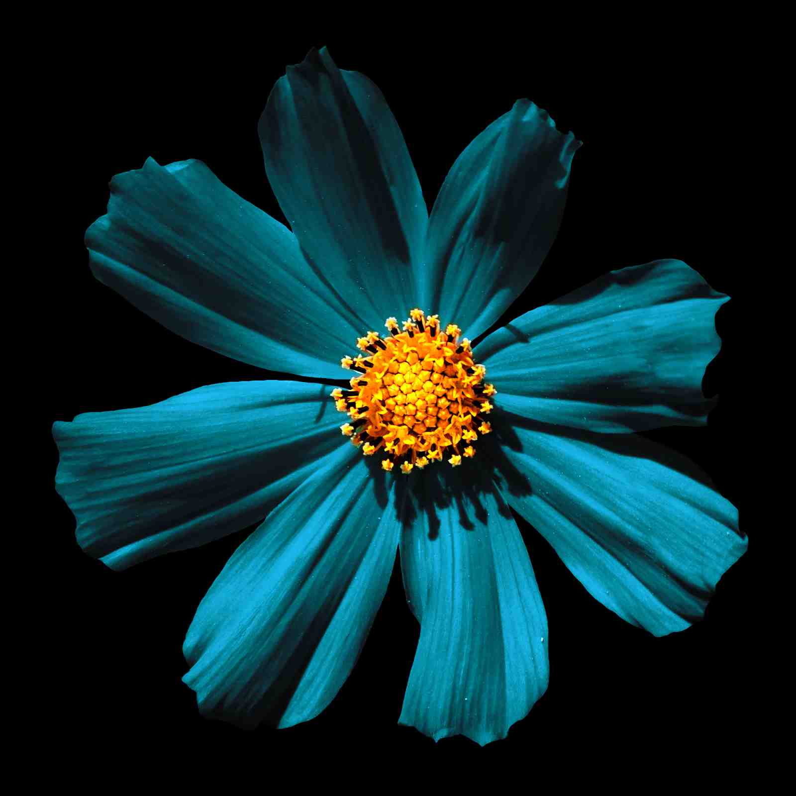 Stunning Teal Flower Bloom Wall Art