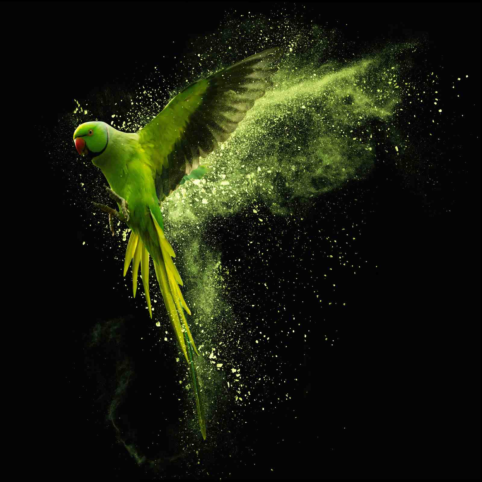 Vibrant Green Parrot Burst Wall Art