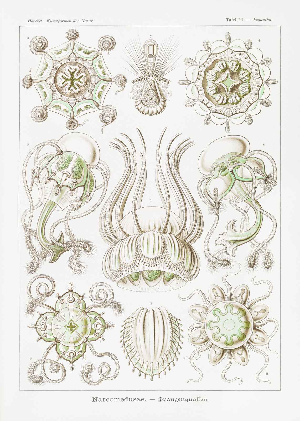 Haeckel Narcomedusae Scientific Jellyfish Wall Art