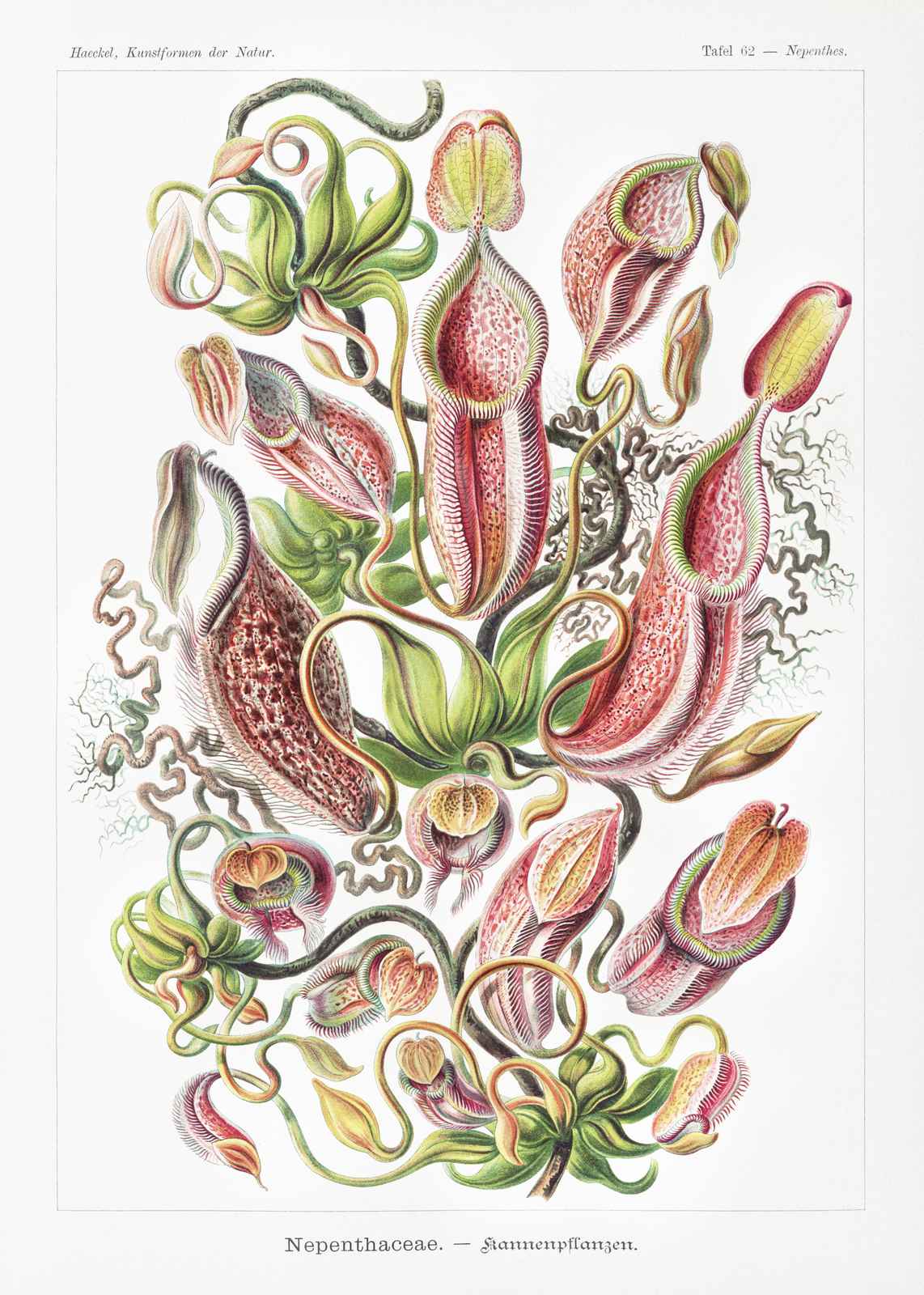 Exotic Pitcher Plant Botanical Vintage Wall Art