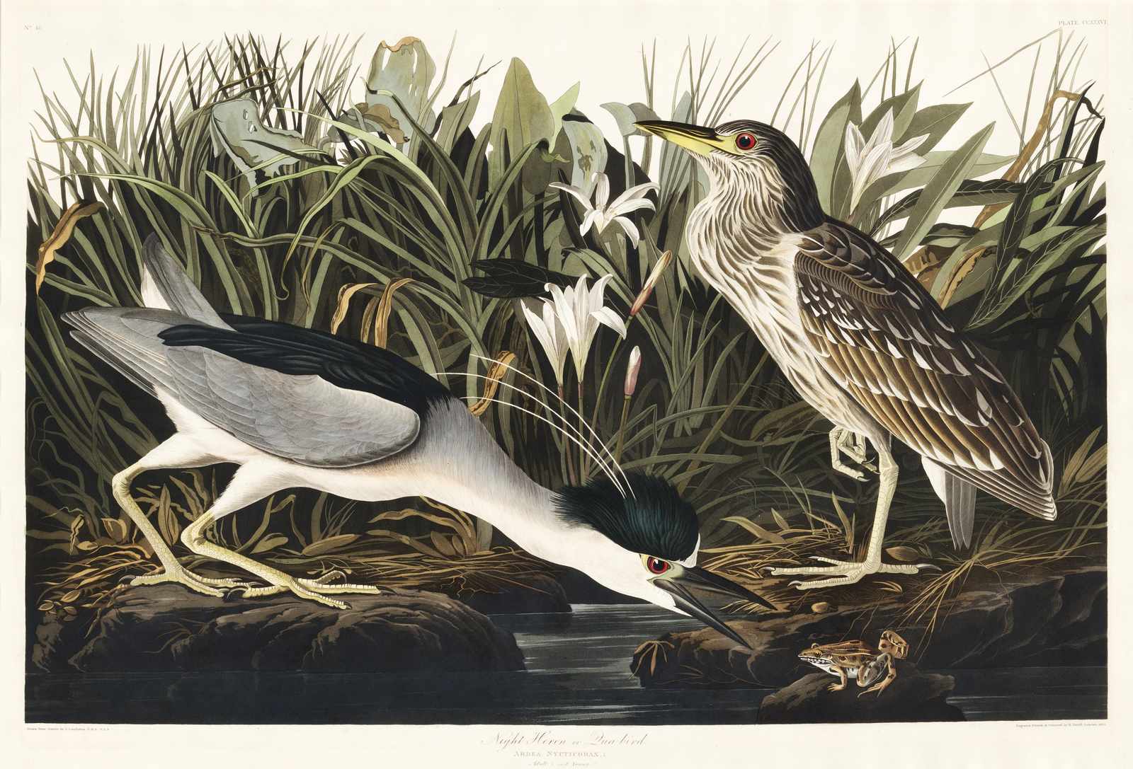 Night Heron Vintage Bird Art Wall Art